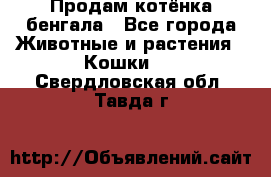 Продам котёнка бенгала - Все города Животные и растения » Кошки   . Свердловская обл.,Тавда г.